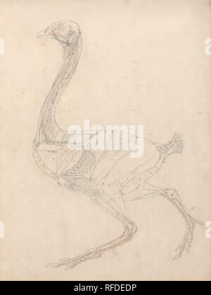 Eine vergleichende anatomische Darstellung der Struktur des menschlichen Körpers mit einem Tiger und einem gemeinsamen Geflügel: Geflügel Körper, seitliche Ansicht (Studie für die Schlüsselfigur zu Tabelle XV). Datum/Zeitraum: 1795/1806. Graphit und Rote Kreide auf dünnen, leicht strukturierte, Creme webte Papier. Breite: 37,8 cm. Höhe: 54 cm. Autor: George Stubbs. Stockfoto