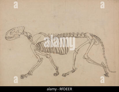 Eine vergleichende anatomische Darstellung der Struktur des menschlichen Körpers mit einem Tiger und einem gemeinsamen Geflügel: Tiger Skelett, seitliche Ansicht (Studie für die Schlüsselfigur zu Tabelle IV). Datum/Zeitraum: 1795 bis 1806. Zeichnung. Stift und eisengallustinte Tinte und Graphit auf dünne, leicht strukturierte, Creme webte Papier auf Creme, mäßig dick, mäßig strukturiertem, webten Papier. Höhe: 394 mm (15,51 in); Breite: 527 mm (20,74 in). Autor: George Stubbs. Stockfoto