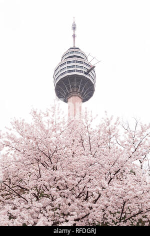 E-World 83 Turm in Daegu City und Kirschblüte. Stockfoto