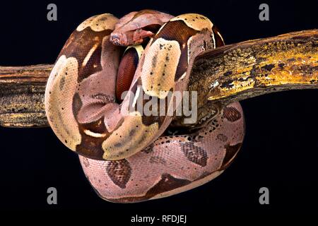 Boa constrictor (Boa constrictor constrictor) Suriname Lokalität Stockfoto