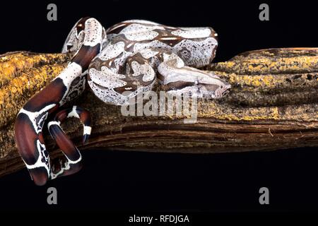 Boa constrictor (Boa constrictor constrictor) Suriname Lokalität Stockfoto