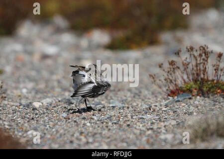 Strandläufer (Calidris alpina), eine mittelgroße Sandpiper und Shorebird entfernt auf einem felsigen Boden Stockfoto