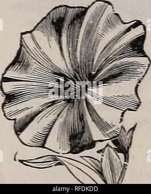 . Trumbull &Amp; Beebe Katalog, 1902. Baumschulen, Kalifornien, San Francisco, Kataloge, Gemüse, Samen, Kataloge, Blüten, Samen, Kataloge; Obst, Kataloge, Gartenarbeit, Ausrüstungen und Zubehör, Kataloge. Phlox Drummcndii Doppel Portulak Die Pflanzen sollten Portulaca Grandiflora gemischt. Pkt., Ioc-PHLOX DRUMMONDI 1 Dieses herrliche Klasse von Hardy Jahrbücher ist unri - valed Für Glanz und Reichtum der Farben, abwinken und - Ancy von Bloom. Sie sind unübertroffen für Bed-ding Zwecke; sie Transplantation ohne Diffi culty -; die Pflanzen über einen Fuß auseinander gesetzt. Stern der Quedling-b u rg Stockfoto