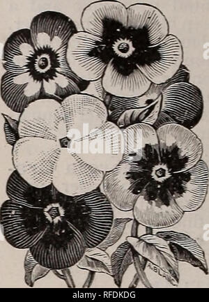 . Trumbull &Amp; Beebe Katalog, 1902. Baumschulen, Kalifornien, San Francisco, Kataloge, Gemüse, Samen, Kataloge, Blüten, Samen, Kataloge; Obst, Kataloge, Gartenarbeit, Ausrüstungen und Zubehör, Kataloge. Phlox Drummcndii Doppel Portulak Die Pflanzen sollten Portulaca Grandiflora gemischt. Pkt., Ioc-PHLOX DRUMMONDI 1 Dieses herrliche Klasse von Hardy Jahrbücher ist unri - valed Für Glanz und Reichtum der Farben, abwinken und - Ancy von Bloom. Sie sind unübertroffen für Bed-ding Zwecke; sie Transplantation ohne Diffi culty -; die Pflanzen über einen Fuß auseinander gesetzt. Stern der Quedling-b u rg Stockfoto