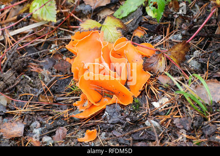 Orange Peel cup Pilz, Aleuria aurantia Stockfoto