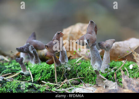 Gyromitra infula, die gemeinhin als die vermummten false Morel oder die Elfin Sattel bekannt Stockfoto