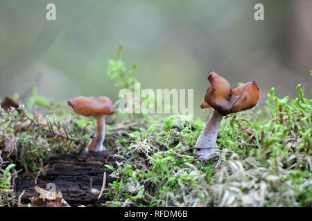 Gyromitra infula, die gemeinhin als die vermummten false Morel oder die Elfin Sattel bekannt Stockfoto