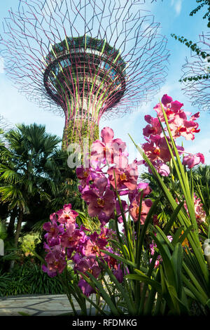 Nachhaltige ökologische Struktur wie die Supertree Grove, eine der wichtigsten Sehenswürdigkeiten von Singapur Stadt bekannt. Stockfoto