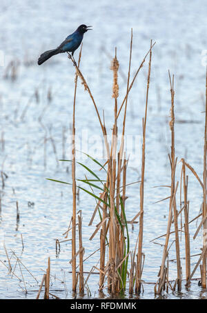 Gemeinsame, Quiscalus quiscula Grackle, auf cattail thront, im Winter Gefieder. Texas Küste. Stockfoto