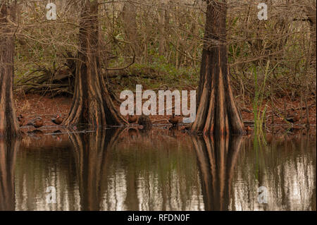 Trunks des kahlen Zypresse, distichum Taxodium distichum, mit black-bellied Pfeifen Enten, und Reflexionen; in Brazos Bend State Park, Texas. Stockfoto