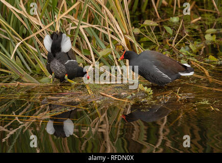 Paar Gemeinsame, gallinule Gallinula galeata, Brazos Bend State Park, Texas. Stockfoto