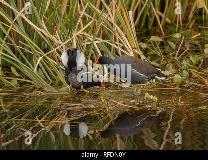 Paar Gemeinsame, gallinule Gallinula galeata, Brazos Bend State Park, Texas. Stockfoto