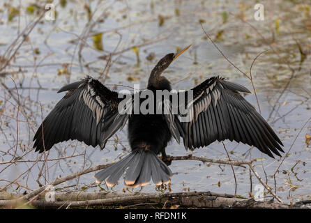 American darter, snakebird, Anhinga anhinga, seine Flügel trocknen durch See in Brazos Bend State Park, Texas. Stockfoto