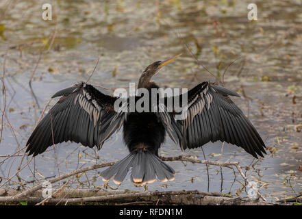 American darter, snakebird, Anhinga anhinga, seine Flügel trocknen durch See in Brazos Bend State Park, Texas. Stockfoto