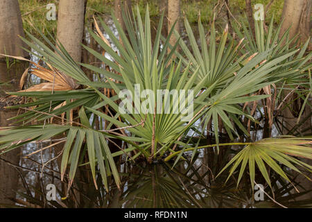 Saw Palmetto, Serenoa repens, wachsen im Sumpf, Texas. Stockfoto