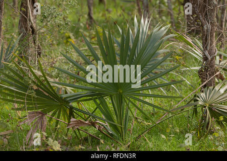 Saw Palmetto, Serenoa repens, wachsen im Sumpf, Texas. Stockfoto