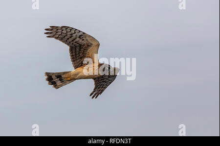 Weibliche nördliche Harrier, Zirkus hudsonius, im Flug über Sumpfland, South Texas. Stockfoto