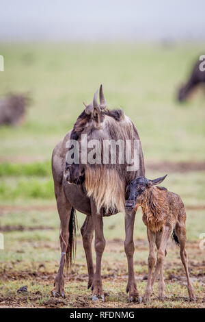 Ngorongoro Krater, alten vulkanischen Krater und einer der großartigsten Tierwelt Afrikas, ist Teil der Ngorongoro Conservation Area, Tansania Stockfoto