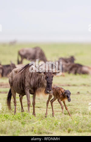 Ngorongoro Krater, alten vulkanischen Krater und einer der großartigsten Tierwelt Afrikas, ist Teil der Ngorongoro Conservation Area, Tansania Stockfoto