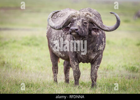 Ngorongoro Krater, alten vulkanischen Krater und einer der großartigsten Tierwelt Afrikas, ist Teil der Ngorongoro Conservation Area, Tansania Stockfoto