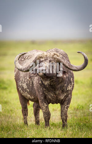 Ngorongoro Krater, alten vulkanischen Krater und einer der großartigsten Tierwelt Afrikas, ist Teil der Ngorongoro Conservation Area, Tansania Stockfoto