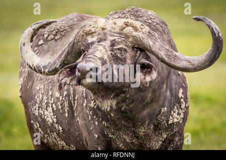 Ngorongoro Krater, alten vulkanischen Krater und einer der großartigsten Tierwelt Afrikas, ist Teil der Ngorongoro Conservation Area, Tansania Stockfoto