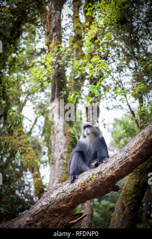 Besucher auf Afrikas höchsten Berg der Welt und des höchsten freistehenden berg, Mount Kilimanjaro, durch 5 Vegetationszonen auf dem Aufstieg Stockfoto