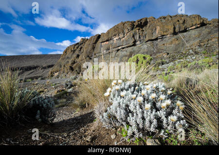 Besucher auf Afrikas höchsten Berg der Welt und des höchsten freistehenden berg, Mount Kilimanjaro, durch 5 Vegetationszonen auf dem Aufstieg Stockfoto