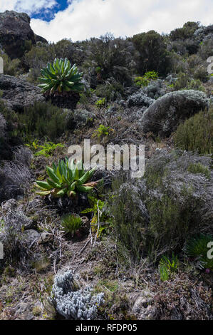 Besucher auf Afrikas höchsten Berg der Welt und des höchsten freistehenden berg, Mount Kilimanjaro, durch 5 Vegetationszonen auf dem Aufstieg Stockfoto