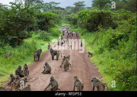 Ngorongoro Krater, alten vulkanischen Krater und einer der großartigsten Tierwelt Afrikas, ist Teil der Ngorongoro Conservation Area, Tansania Stockfoto