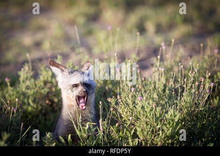 Kurzes Gras Ebenen der Serengeti National Park, der ndutu Region und Ngorongoro Crater Conservation Area, Tansania zeichnen die große Wanderung. Stockfoto