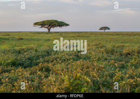 Kurzes Gras Ebenen der Serengeti National Park, der ndutu Region und Ngorongoro Crater Conservation Area, Tansania zeichnen die große Wanderung. Stockfoto