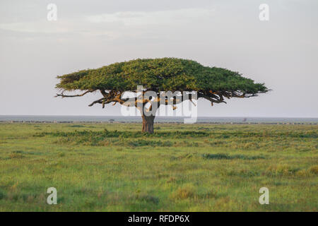 Kurzes Gras Ebenen der Serengeti National Park, der ndutu Region und Ngorongoro Crater Conservation Area, Tansania zeichnen die große Wanderung. Stockfoto