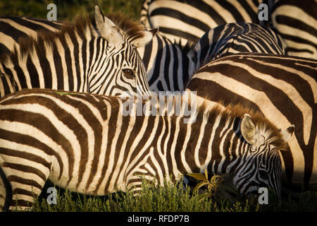 Kurzes Gras Ebenen der Serengeti National Park, der ndutu Region und Ngorongoro Crater Conservation Area, Tansania zeichnen die große Wanderung. Stockfoto