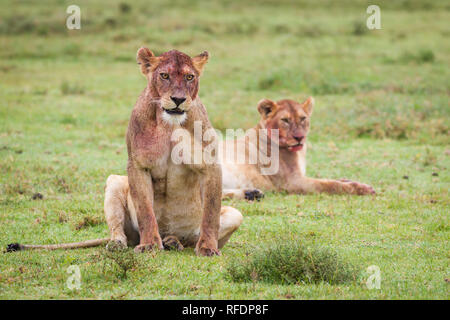 Kurzes Gras Ebenen der Serengeti National Park, der ndutu Region und Ngorongoro Crater Conservation Area, Tansania zeichnen die große Wanderung. Stockfoto