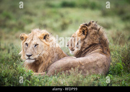 Kurzes Gras Ebenen der Serengeti National Park, der ndutu Region und Ngorongoro Crater Conservation Area, Tansania zeichnen die große Wanderung. Stockfoto