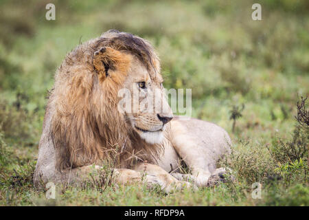 Kurzes Gras Ebenen der Serengeti National Park, der ndutu Region und Ngorongoro Crater Conservation Area, Tansania zeichnen die große Wanderung. Stockfoto