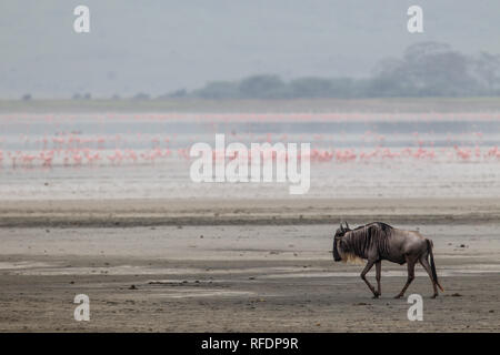 Ngorongoro Krater, alten vulkanischen Krater und einer der großartigsten Tierwelt Afrikas, ist Teil der Ngorongoro Conservation Area, Tansania Stockfoto