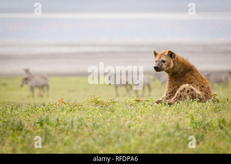 Ngorongoro Krater, alten vulkanischen Krater und einer der großartigsten Tierwelt Afrikas, ist Teil der Ngorongoro Conservation Area, Tansania Stockfoto
