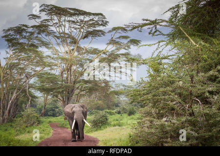 Ngorongoro Krater, alten vulkanischen Krater und einer der großartigsten Tierwelt Afrikas, ist Teil der Ngorongoro Conservation Area, Tansania Stockfoto