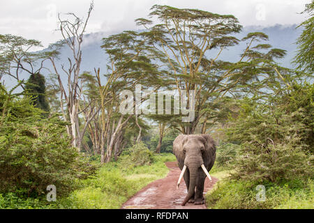 Ngorongoro Krater, alten vulkanischen Krater und einer der großartigsten Tierwelt Afrikas, ist Teil der Ngorongoro Conservation Area, Tansania Stockfoto