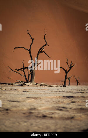 Tote Bäume in Deadvlei, Namib-Naukluft-Nationalpark, Namibia; die Pan hatte einmal Wasser aus Tsauchab Fluss, sondern ein sich änderndes Umfeld führen, um es zu trocknen Stockfoto