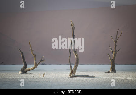 Tote Bäume in Deadvlei, Namib-Naukluft-Nationalpark, Namibia; die Pan hatte einmal Wasser aus Tsauchab Fluss, sondern ein sich änderndes Umfeld führen, um es zu trocknen Stockfoto