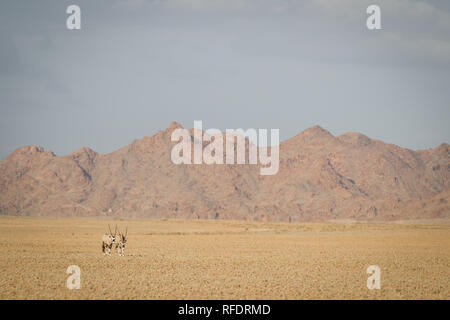 Die jenseitigen Dünen und Wüste Landschaften Namib-Naukluft-Nationalpark machen einen schönen Tagesausflug von Sesriem Camp am Rande der Namib Stockfoto