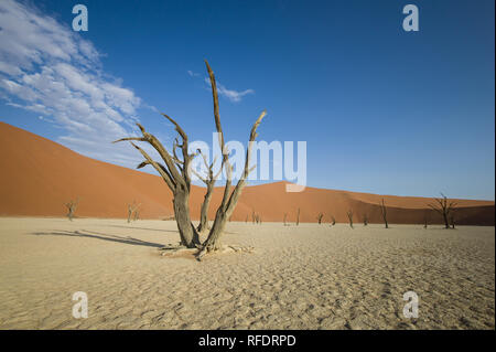 Tote Bäume in Deadvlei, Namib-Naukluft-Nationalpark, Namibia; die Pan hatte einmal Wasser aus Tsauchab Fluss, sondern ein sich änderndes Umfeld führen, um es zu trocknen Stockfoto