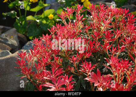 Pieris japonica Flaming Silber immergrüner Strauch mit violett-rosa Laub im Rock Park gewachsen. Stockfoto