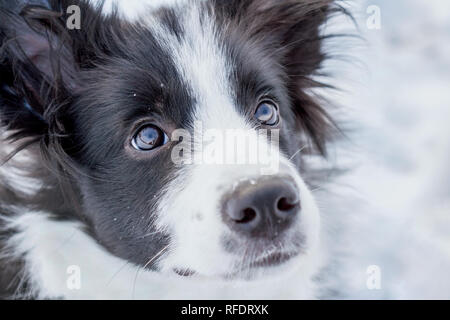 Border Collie sitzen im Winter auf Schnee und warten auf Süsse und streicheln. Stockfoto