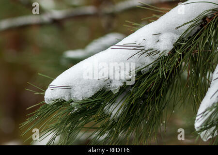 Kiefer Zweig mit langen grünen Nadeln unter Schnee Stockfoto