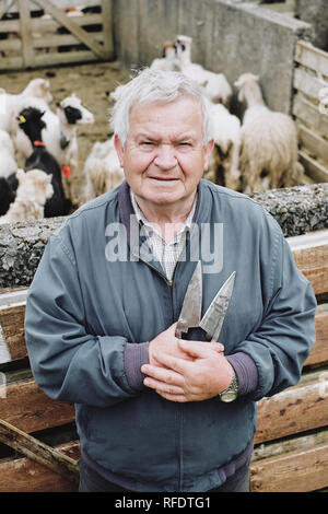 Eine färöische Schafzüchter mit Klinge Schere im kleinen Dorf Gjogv in Esturoy auf die Färöer zu scheren. Stockfoto