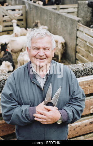 Eine färöische Schafzüchter mit Klinge Schere im kleinen Dorf Gjogv in Esturoy auf die Färöer zu scheren. Stockfoto
